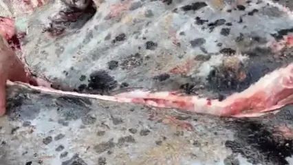 ببینید؛ صید سفره ماهی بزرگ 200 کیلوگرمی و برش ماهرانه آن در سریلانکا