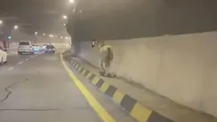 حضور یک اسب وحشی در آزادراه تهران شمال!