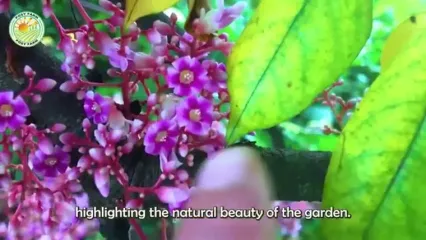 ببینید؛ چگونه کشاورزان تایلندی ده ها تن میوه ستاره ای را برداشت می کنند؟