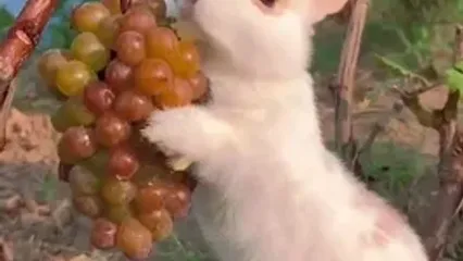 فیلم خرگوش کوچک در حال خوردن انگور از شاخه