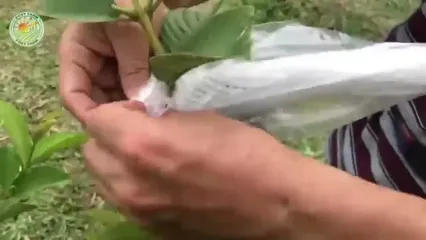 چگونه کشاورزان تایلندی صدها کیلوگرم گواوا را برداشت می کنند؟