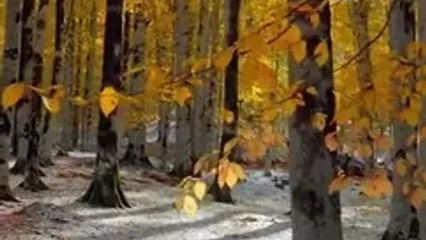 جنگل پاییزی و برفی هیرکانی