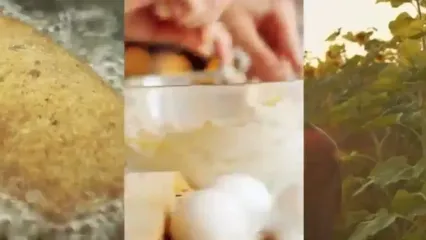 ببینید؛ روغن آفتابگردان چگونه تولید می شود؟