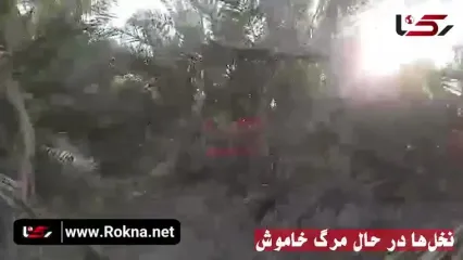 ۲۸۰۰ میلیارد تومان خسارت در یک فصل؛ نخلستان‌های آبادان زیر تیغ آب شور/ این بحران بیش از آن‌که محلی باشد، زنگ خطری ملی است