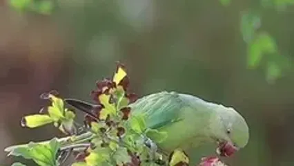 فیلم انار خوردن طوطی جذاب در شیراز