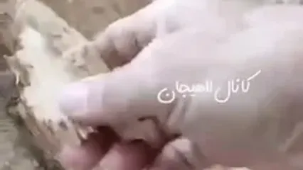 سقوط درخت چنار در خیابان انقلاب لاهیجان / 2 نفر مصدوم شدند