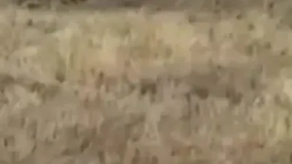 ببینید حمله گورکن عسل‌ خوار به فیل آفریقایی در پارک ملی هوانگه، زیمبابوه