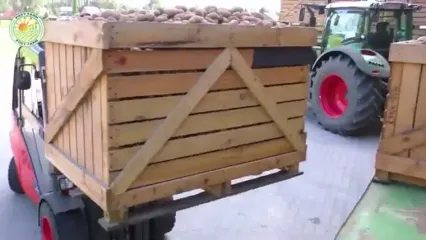 ببینید؛ فرآیند برداشت و فرآوری هزاران تن سیب زمینی و تولید چیپس در آمریکا