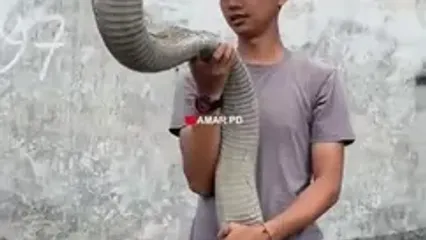 خونسردی باورنکردنی یک جوان کنار شاه کبرا !