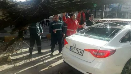 لحظه سقوط درخت بزرگ در خیابان انقلاب لاهیجان