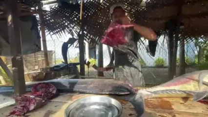 صید بادبان ماهی بزرگ و برش ماهرانه آن در سواحل سریلانکا