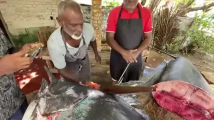 ببینید؛ صید ماهی مارلین بزرگ 200 کیلوگرمی و برش ماهرانه آن در سواحل سریلانکا