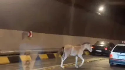 حضور یک اسب وحشی در آزادراه تهران شمال!