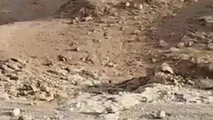 مشاهده دو قلاده یوز در نایبندان خراسان جنوبی بعد از یک دهه