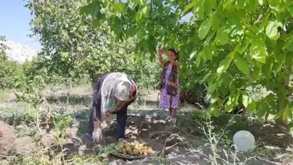 غذای روستایی در ایران؛ برداشت کدو سبز از مزرعه و تهیه کوکو با آن در روستا