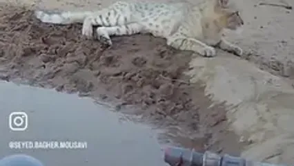 گربه‌ وحشی در شنزارهای کرخه، نمادی از بقا و آزادی