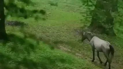 گیلان زیبا، سرزمین سبز باران