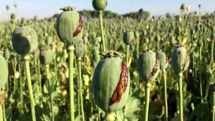 شرایط کاشت قانونی خشخاش در کشور اعلام شد!