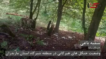 قتل‌عام سبز در هیرکانی؛ مردم رها می‌کنند، مسئولان نگاه می‌کنند و هیچ!