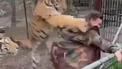 فیلم حمله ببر به کارگر باغ وحش