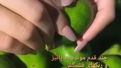 نیت کن و فال حافظ 8 مهر را بخوان
