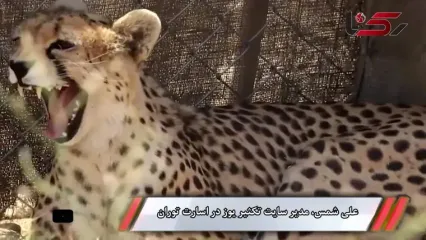 «ایران» یوزپلنگ ماده توران، امسال امکان بارداری ندارد / مداخلات انسانی، بر سیستم باروری ایران تاثیر گذاشته است