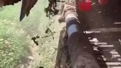 زیباییِ کار دستگاه برداشت گوجه فرنگی در جداسازی محصول از خاک و ساقه