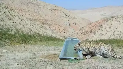فیلم جذاب از آب خوردن یک پلنگ در ارتفاعات فیروزکوه