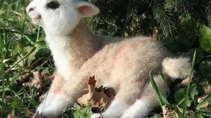 لبخند این بچه آلپاکا دلتان را خواهد برد