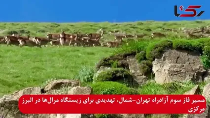 فاز سوم آزادراه تهران-شمال، تهدیدی برای زیستگاه غنی مرال در البرز مرکزی