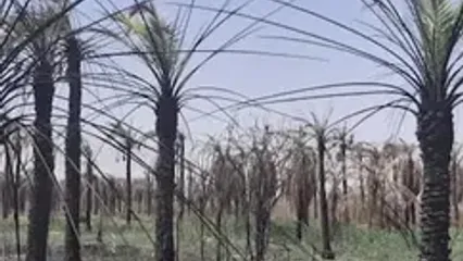 100درصد نخل های آبادان، شادگان و خرمشهر در آستانه مرگ / ۷۰ درصد رودخانه‌های کشور به درجات مختلف دچار آلودگی شده‌اند/ نخل های جوان باید کاشته شود