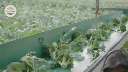 چگونه کشاورزان آمریکایی صدها تن کلم بروکلی را برداشت و فرآوری می کنند؟