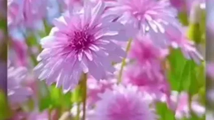 فال ابجد مخصوص 24 مهر