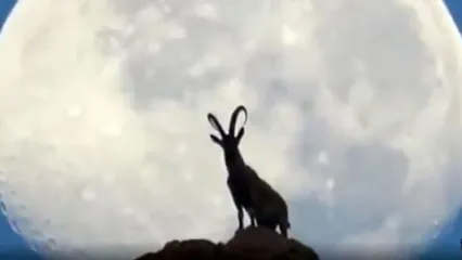 تصویری شگفت‌انگیز از یک بز کوهی در نزدیکی بوشهر