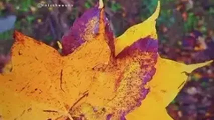 فال ابجد 25 مهر