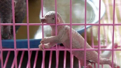 فروش حیوانات کشف شده از قاچاقچیان در مجتمع اپال