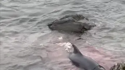 فیلم خودکشی دسته‌جمعی نهنگ‌ها در ساحل