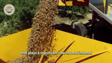 چگونه تایلندی ها هزاران تن دوریان، پادشاه میوه ها را برداشت می کنند؟