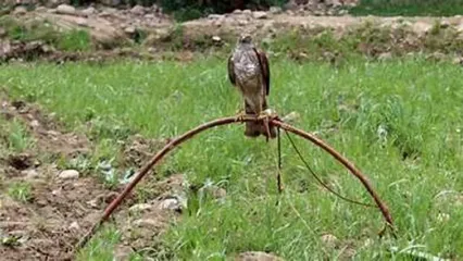 ضربه محکم به شکارچیان پرندگان شکاری در هرمزگان