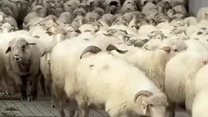 ببینید؛ صبوری و احترام رانندگان در لهستان برای عبور گله‌ای از گوسفندان از جاده!