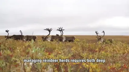 ببنیید| چگونه هزاران گوزن در قطب شمال پرورش داده و فرآوری می‌شوند؟