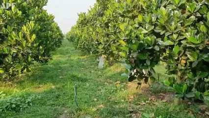 چگونه چینی ها با ماشین آلات مدرن هزاران تن فلفل را برداشت می کنند؟