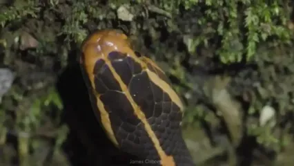 10 گونه از زیباترین و رنگارنگ ترین مارهای افعی در جهان