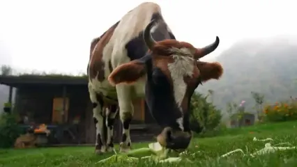 غذای روستایی در آذربایجان؛ پخت استیک در روستایی کوهستانی