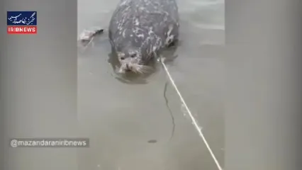 مرگ یک قلاده فوک خزری دیگر