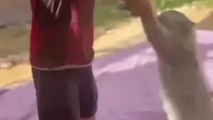 ویدئویی از رقص کودک فلسطینی با گربه‌اش پس از اعلام آتش‌بس