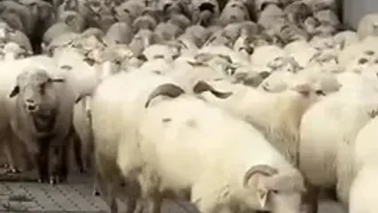 ترافیک گوسفندی در لهستان