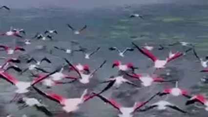 سمفونی پرواز فلامینگوها در آسمان میانکاله