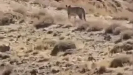 ببینید؛ دیده شدن حیوان درحال انقراض در تهران؛ راه رفتن این زیبای وحشی را ببینید