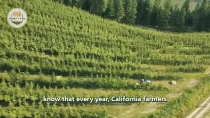 نگاهی به مراحل کاشت، برداشت و فرآوری صدها تن انجیر در ترکیه